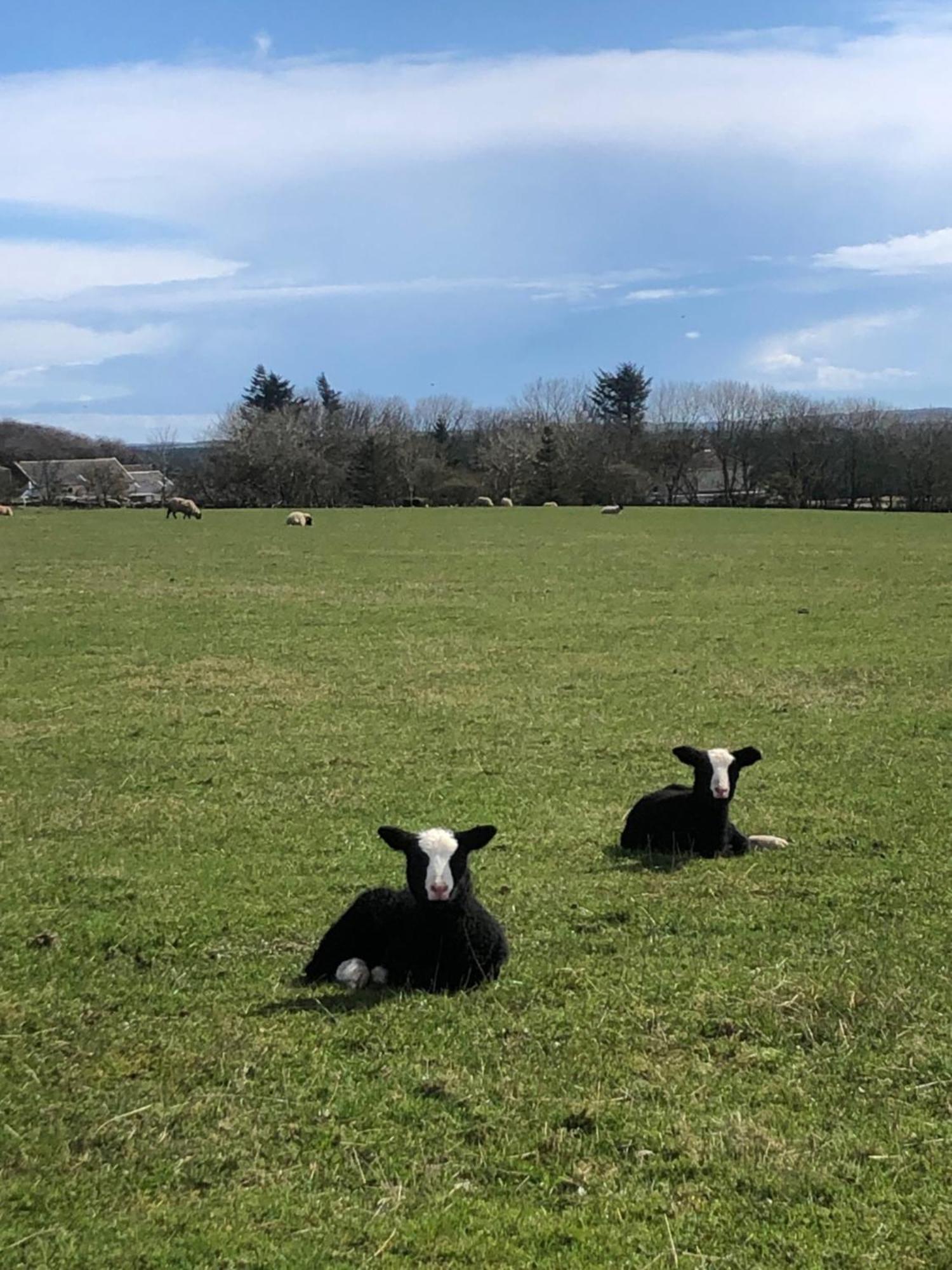 Caithness View Luxury Farm Lodges And Bbq Huts Wick  Luaran gambar